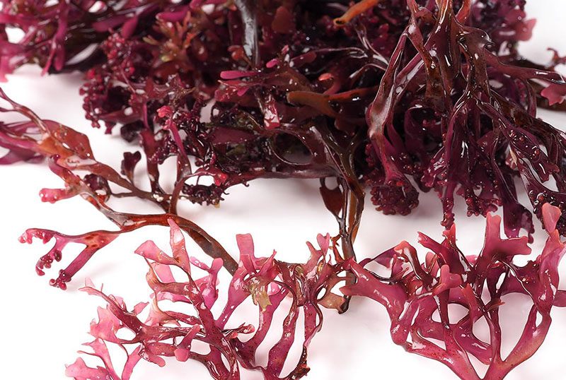 Aquamin F Seaweed Calcium